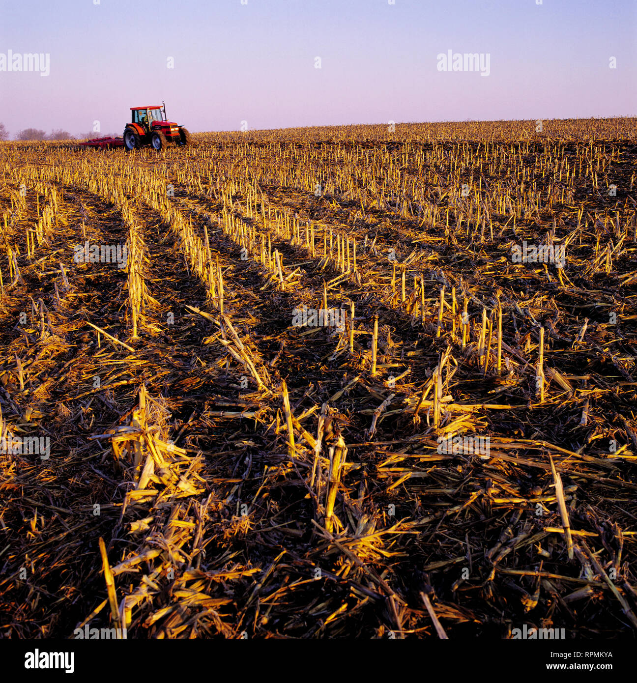 Équipement agricole travaillant dans un champ de chaume de tiges de maïs. Banque D'Images