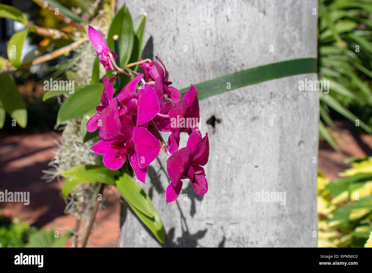 Orchidées sur un palmier Banque D'Images