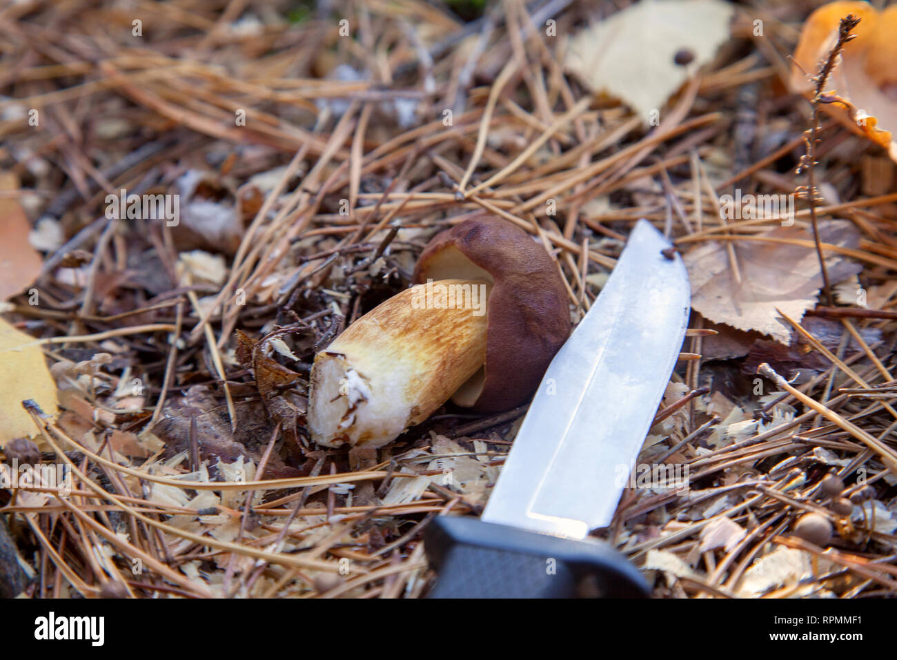 Champignons sauvages comestibles de couleur marron avec capuchon avec couteau en un automne forêt de pins. Bay bolet connu comme imleria badia ou boletus badius mushroom en con Banque D'Images