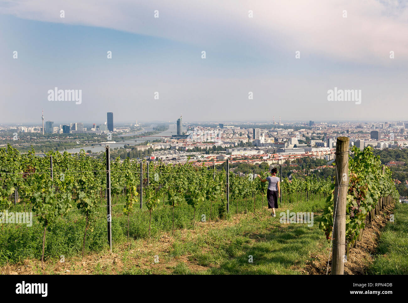 Une jeune femme marche dans les vignes sur le Nussberg, Danube City, Vienne, Autriche Banque D'Images