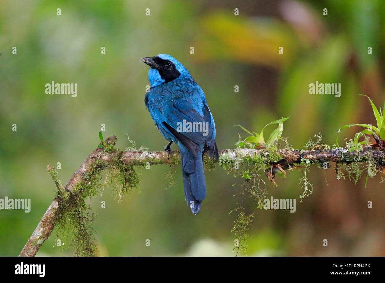 Le Geai turquoise en Equateur Banque D'Images