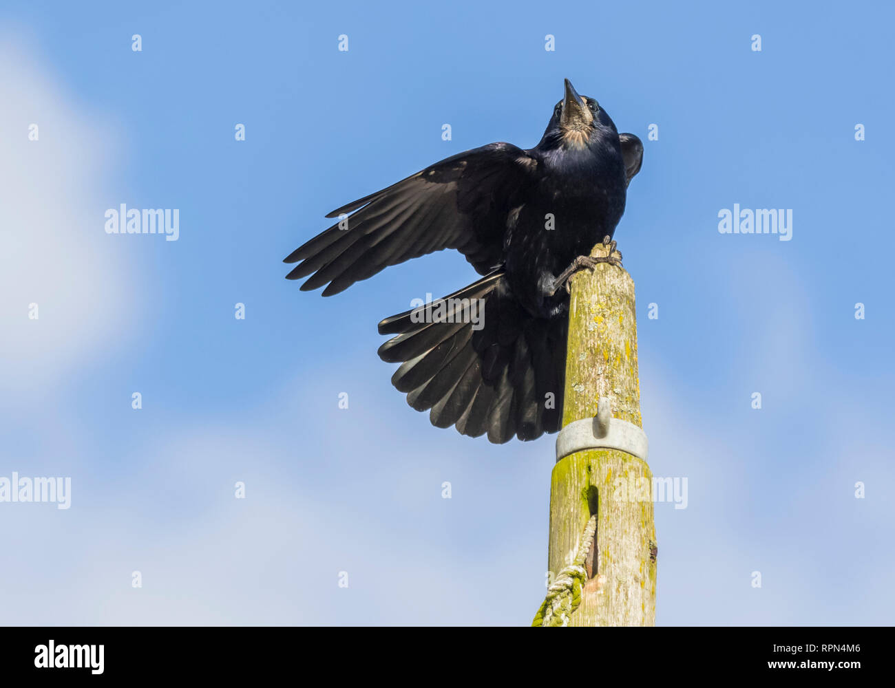 Des profils corbeau freux (corvus frugilegus) perché sur un post à la tour en hiver contre le ciel bleu dans le West Sussex, Royaume-Uni. Banque D'Images