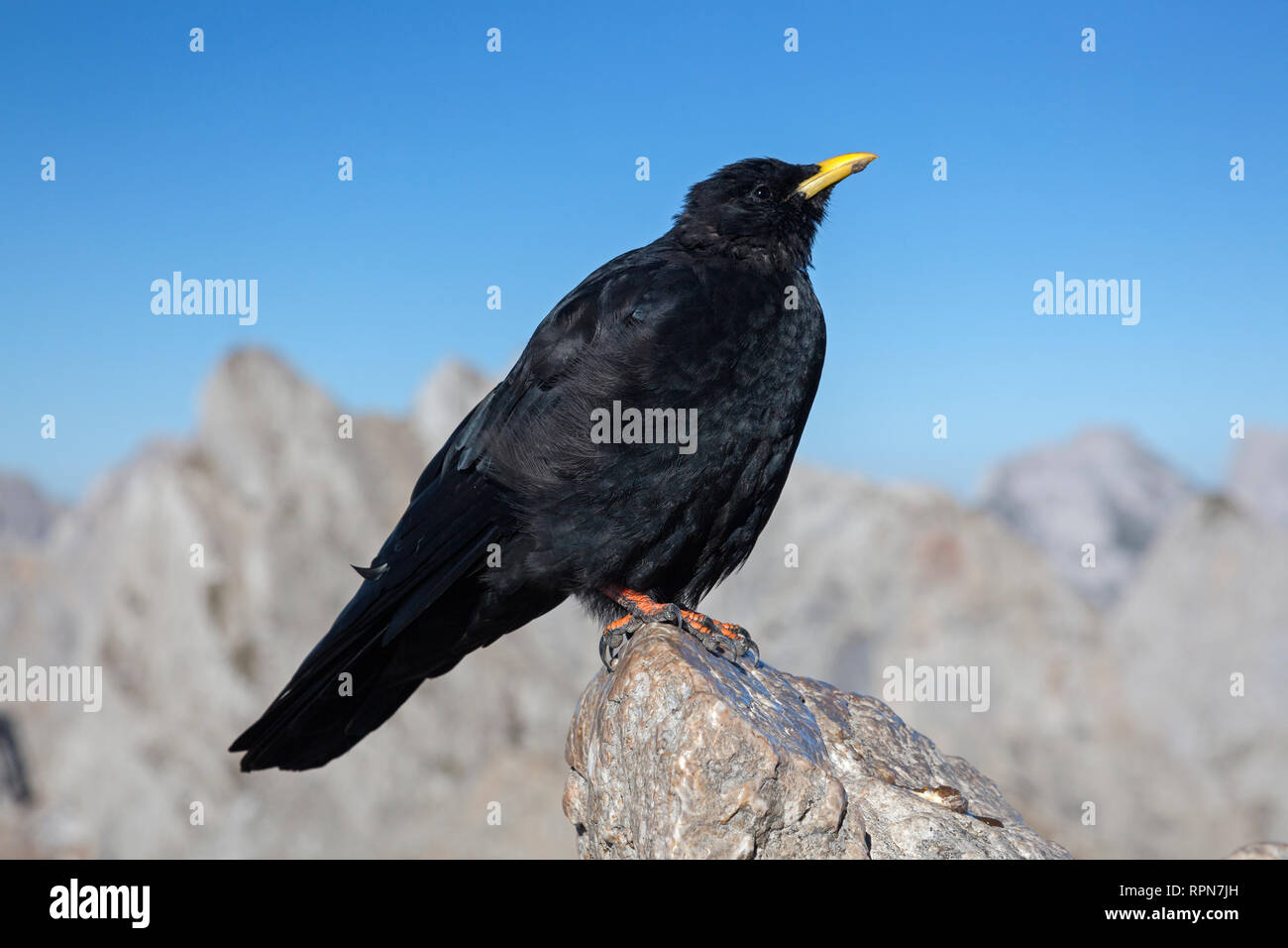 Zoologie / animaux, oiseaux / aviaire, Alpine Chough (Pyrrhocorax graculus),, dans les montagnes du Karwendel, Additional-Rights Clearance-Info, di--Not-Available Banque D'Images