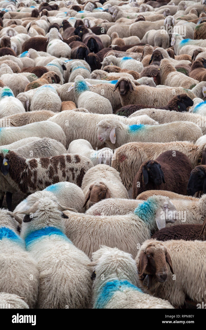 Zoologie / animaux, Mammifères Mammifères /, déménagement vers le bas pour Schlandraun, vallée de bétail de l'Laaser, Additional-Rights Clearance-Info-s-Not-Available Banque D'Images