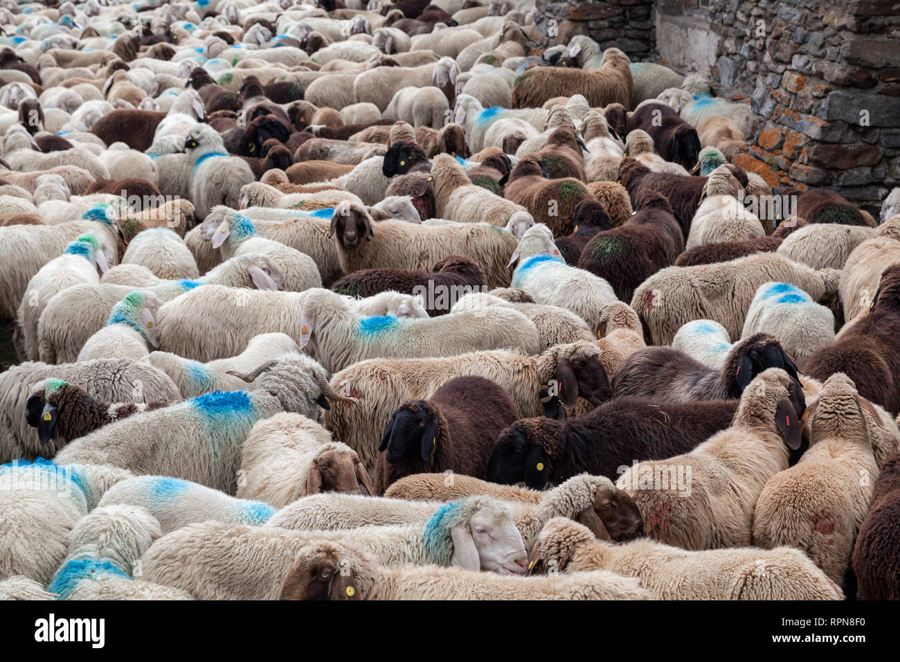 Zoologie / animaux, Mammifères Mammifères /, déménagement vers le bas pour Schlandraun, vallée de bétail de l'Laaser, Additional-Rights Clearance-Info-s-Not-Available Banque D'Images