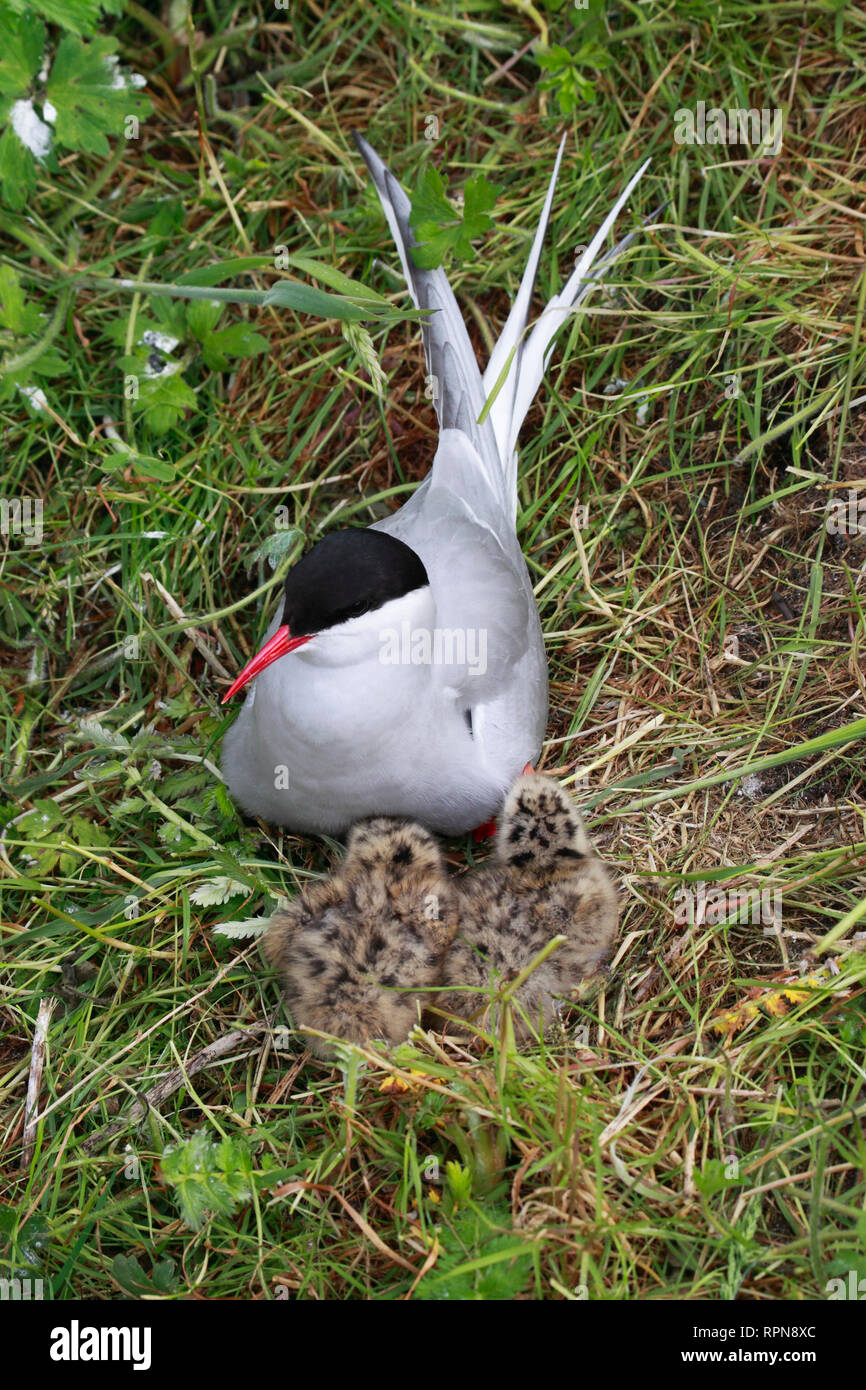 Zoologie / animaux, Oiseaux (Aves), la Sterne arctique, la Sterne arctique (Sterna paradisaea), Additional-Rights Clearance-Info,--Not-Available Banque D'Images