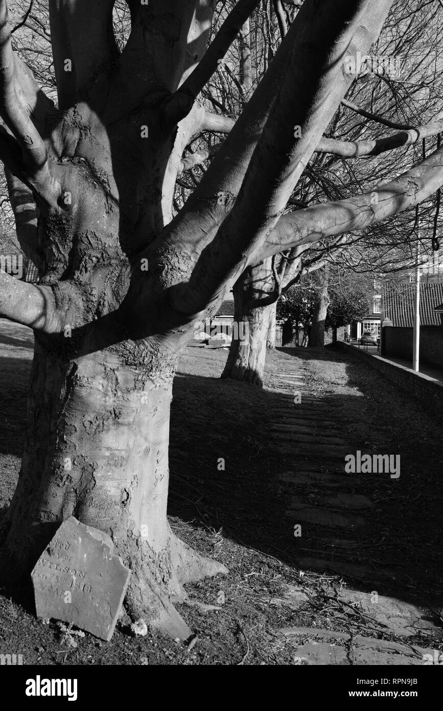 Arbres à St Augustine's churchyard, Hedon, East Yorkshire, Angleterre Banque D'Images