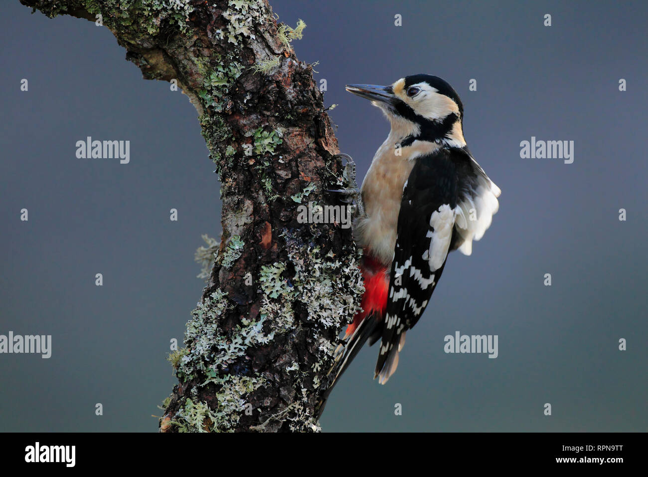 Zoologie / animaux, Oiseaux (Aves), Pic, Dendrocopos major pic,, Additional-Rights Clearance-Info-Not-Available- Banque D'Images