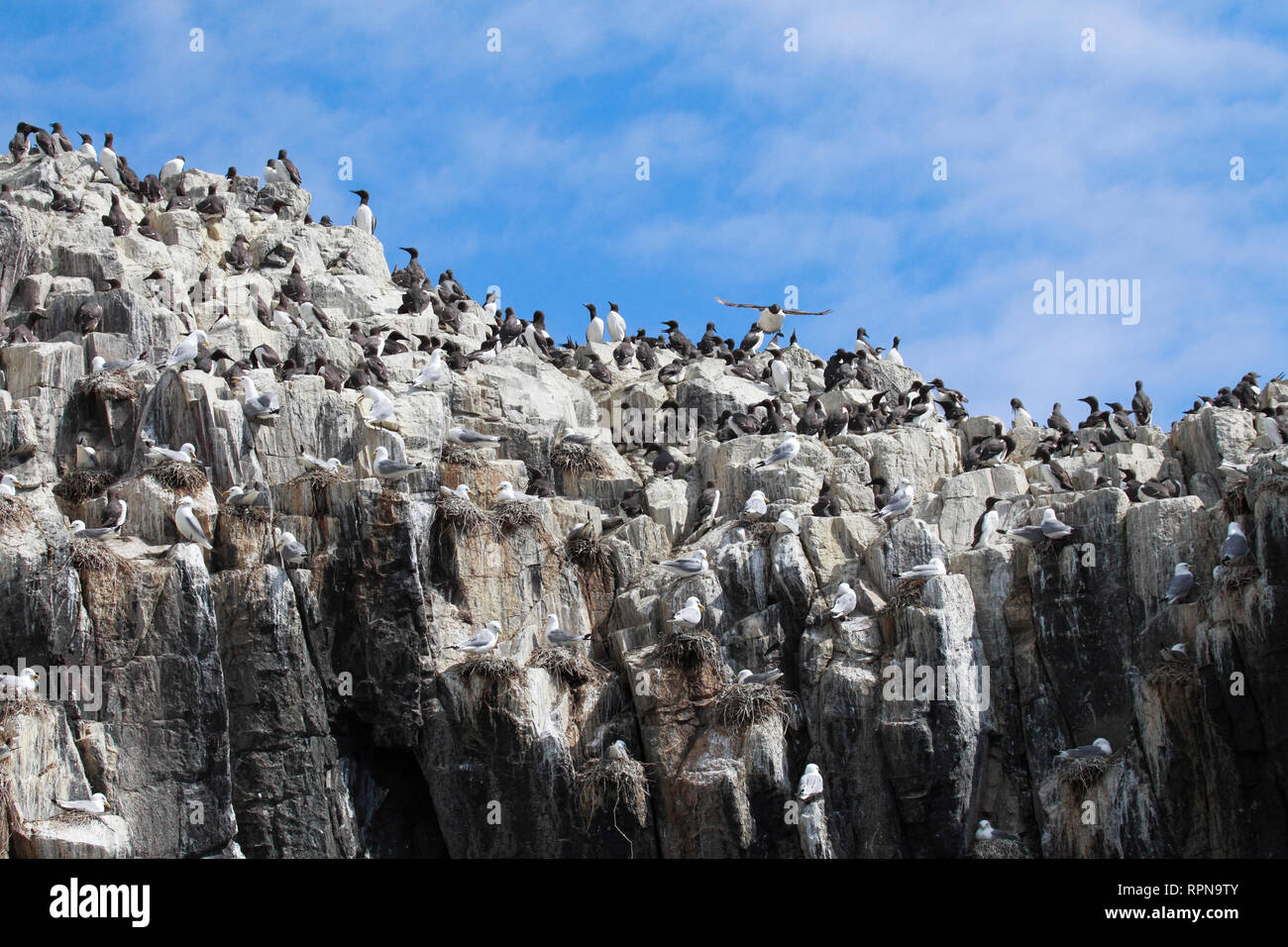 Zoologie / animaux, Oiseaux (Aves), Common Guillemot Guillemot, commune, Urie, Additional-Rights Clearance-Info-aalge-Not-Available Banque D'Images