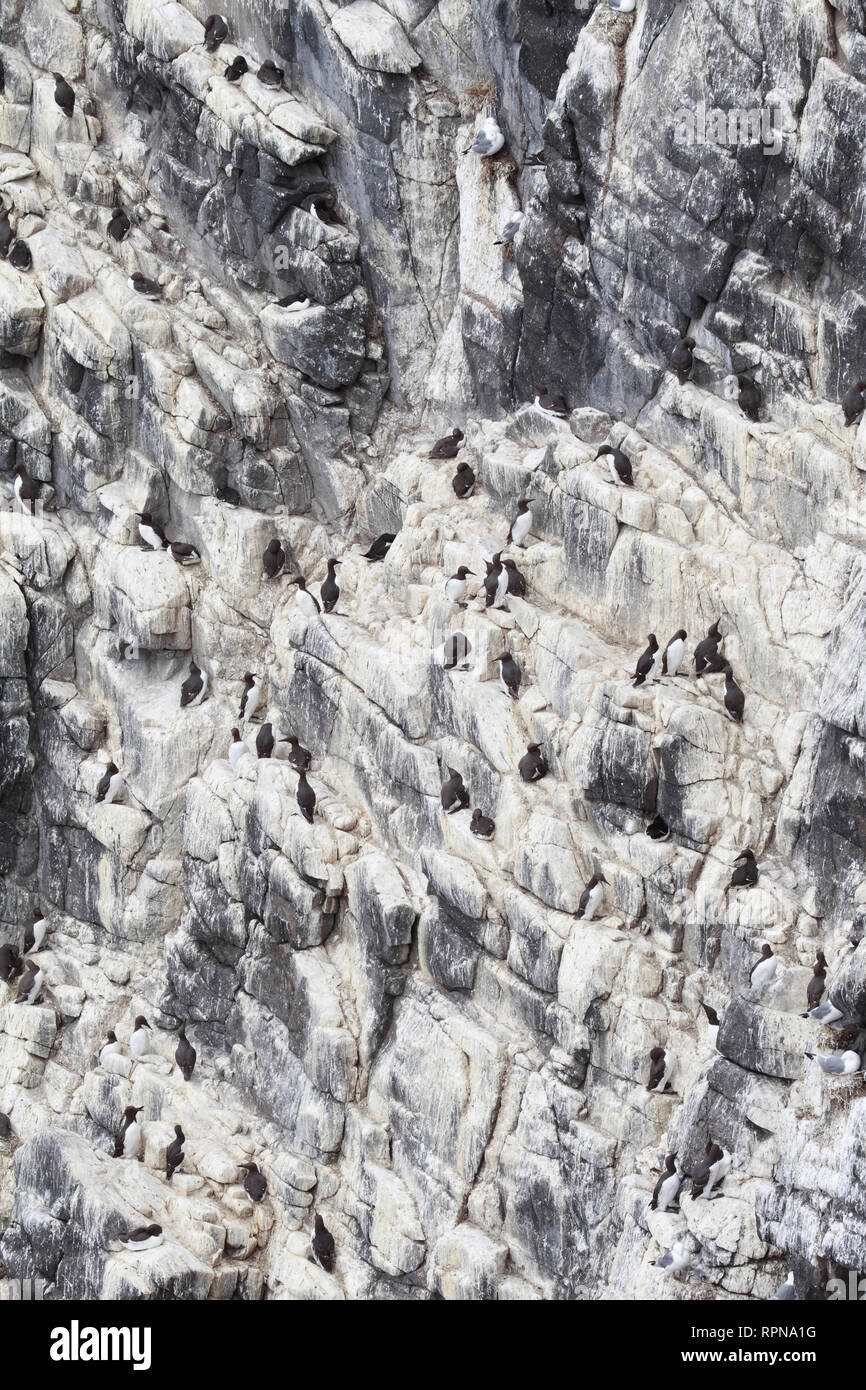 Zoologie / animaux, Oiseaux (Aves), Common Guillemot Guillemot, commune, Urie, Additional-Rights Clearance-Info-aalge-Not-Available Banque D'Images