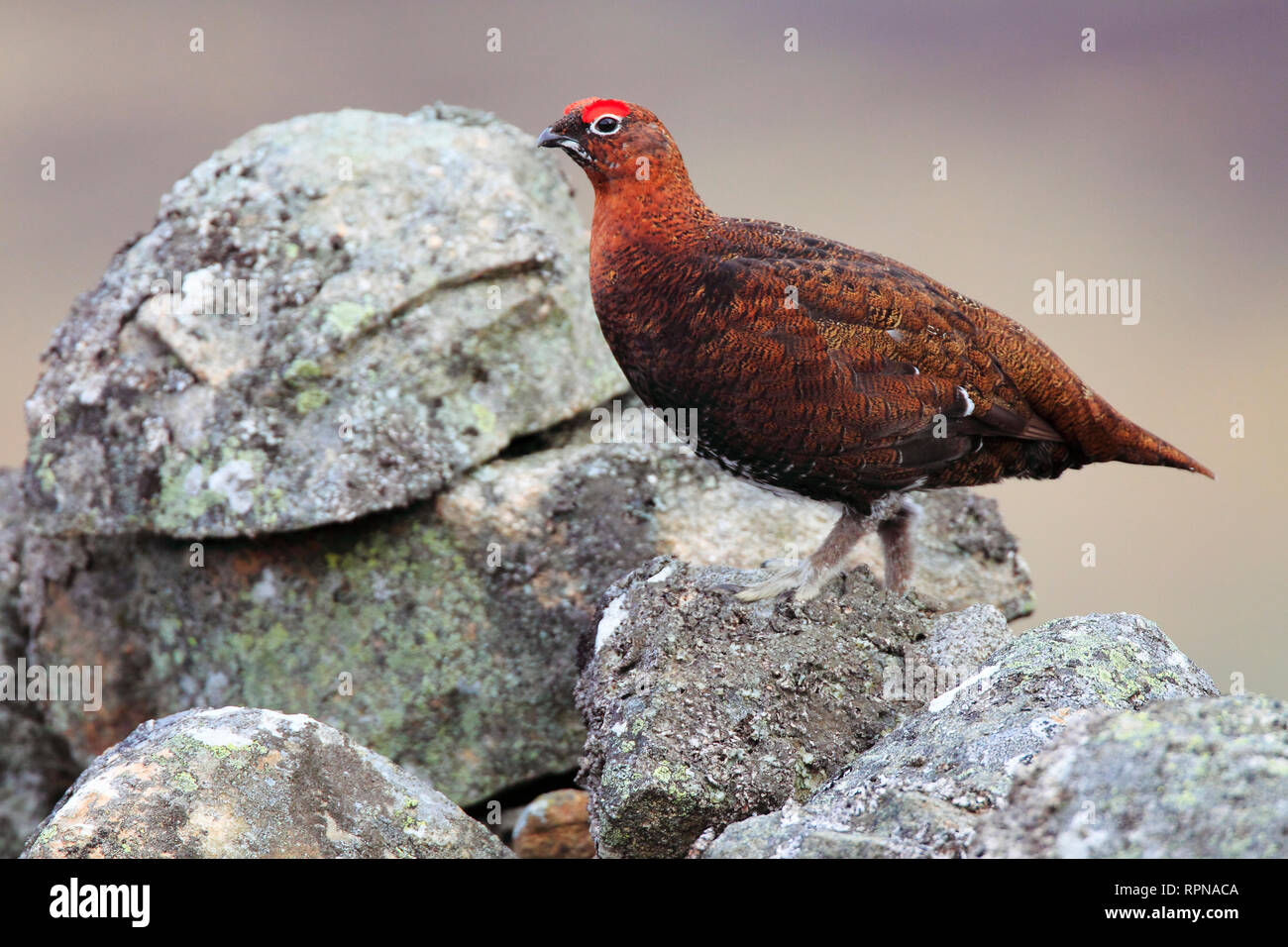 Zoologie / animaux, Oiseaux (Aves), lagopèdes des saules, schottische Lagopèdes des saules, Lagopus lagopus scoticus, Additional-Rights Clearance-Info-R,-Not-Available Banque D'Images