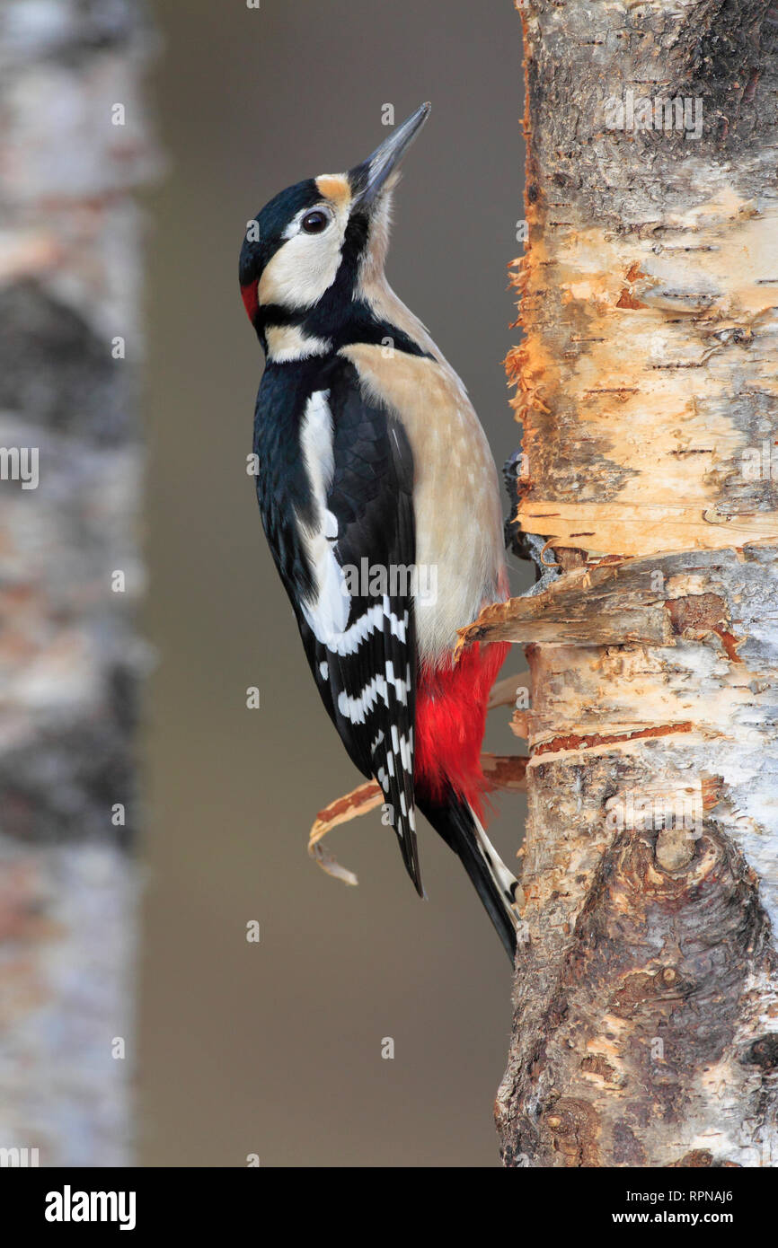 Zoologie / animaux, Oiseaux (Aves), Pic, Dendrocopos major pic,, Additional-Rights Clearance-Info-Not-Available- Banque D'Images