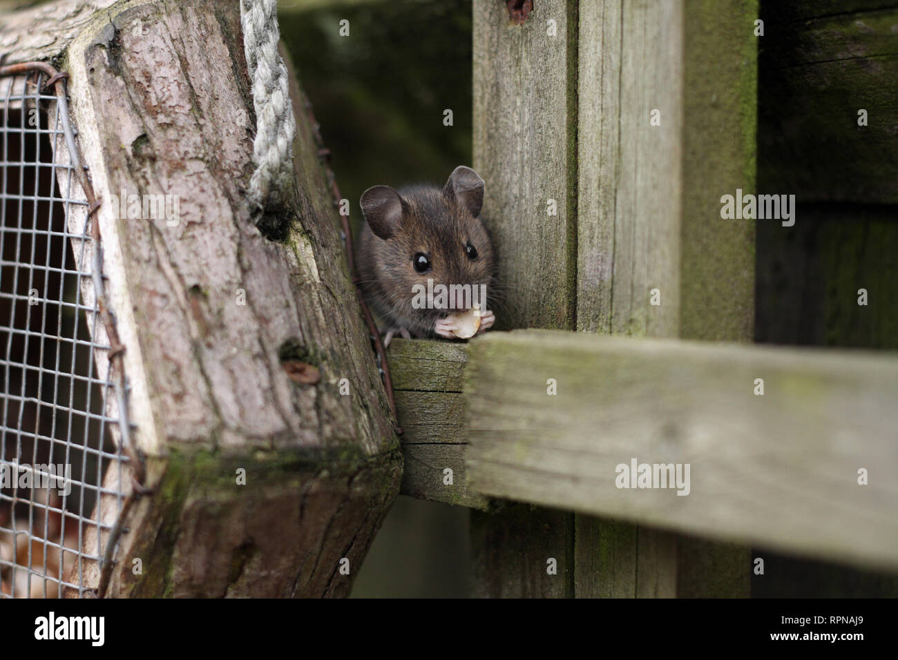 Ce bois a été la souris elle-même aider à écrous de la mangeoire. Photographie prise dans le jardin arrière dans le Worcestershire, Royaume-Uni en mars Banque D'Images