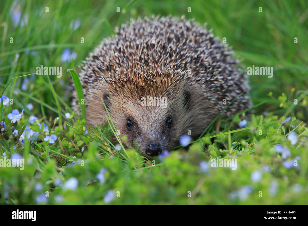 Zoologie / animaux, des Mammifères (Mammalia), fréquent, hérisson Erinaceus europaeus, hérisson, Additional-Rights Clearance-Info-Suisse-Not-Available Banque D'Images