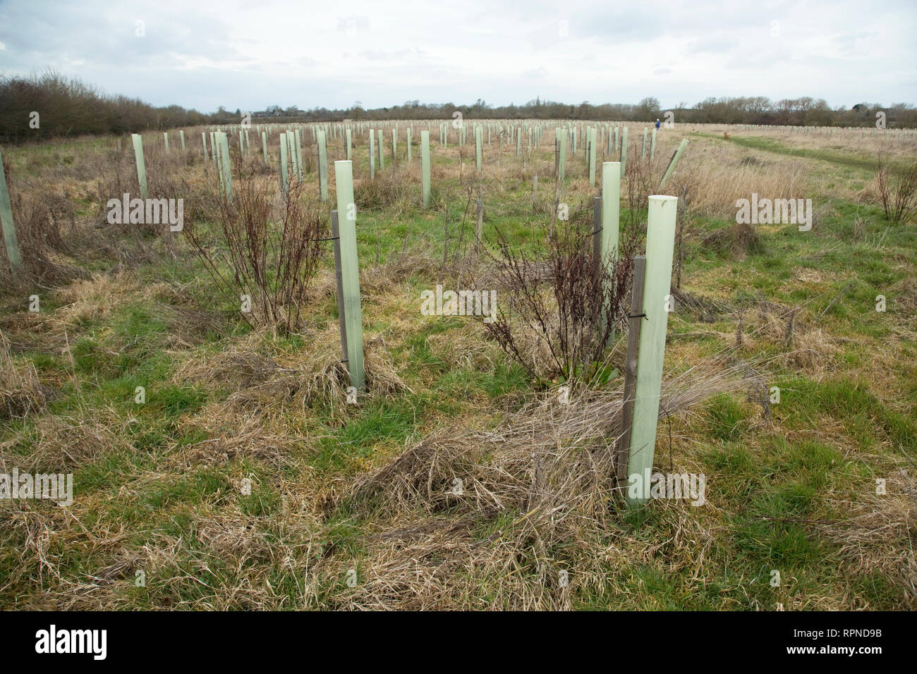 Les arbres nouvellement plantés avec des gardes dans le coeur de l'Angleterre, de la forêt, dans le Warwickshire, Royaume-Uni Dorsington Banque D'Images