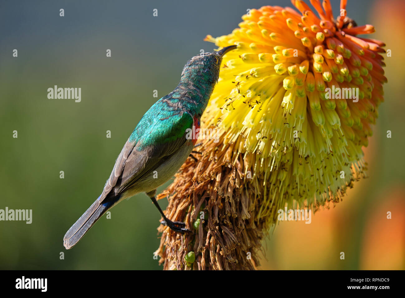 Sunbird à col double du sud se nourrissant d'un poker chaud rouge en fleur. Vue arrière Banque D'Images