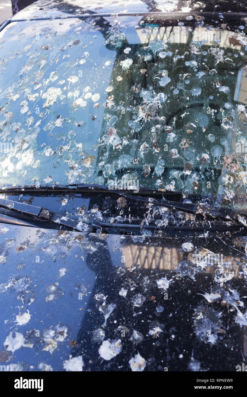 Oiseau de la fiente de pigeon sur le pare-brise de voiture qui a été stationné à long terme dans le Queens, New York. Banque D'Images