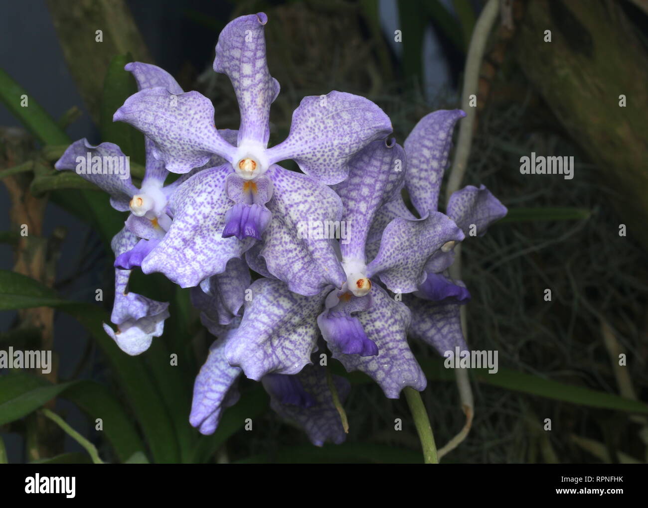 Belles fleurs orchidée Banque D'Images