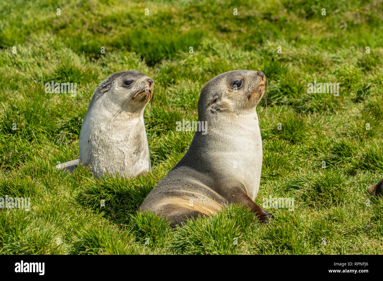 Deux Otaries à fourrure antarctique, Arctocephalus gazella, Géorgie du Sud Banque D'Images