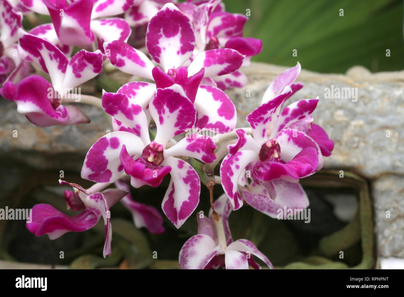 Belles fleurs orchidée Banque D'Images