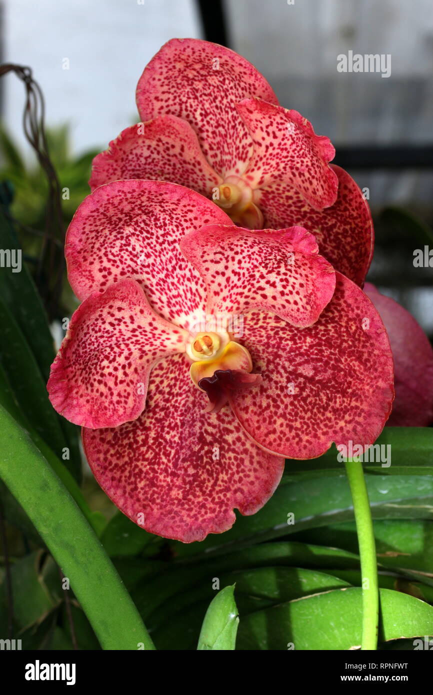 Belles fleurs orchidée Banque D'Images