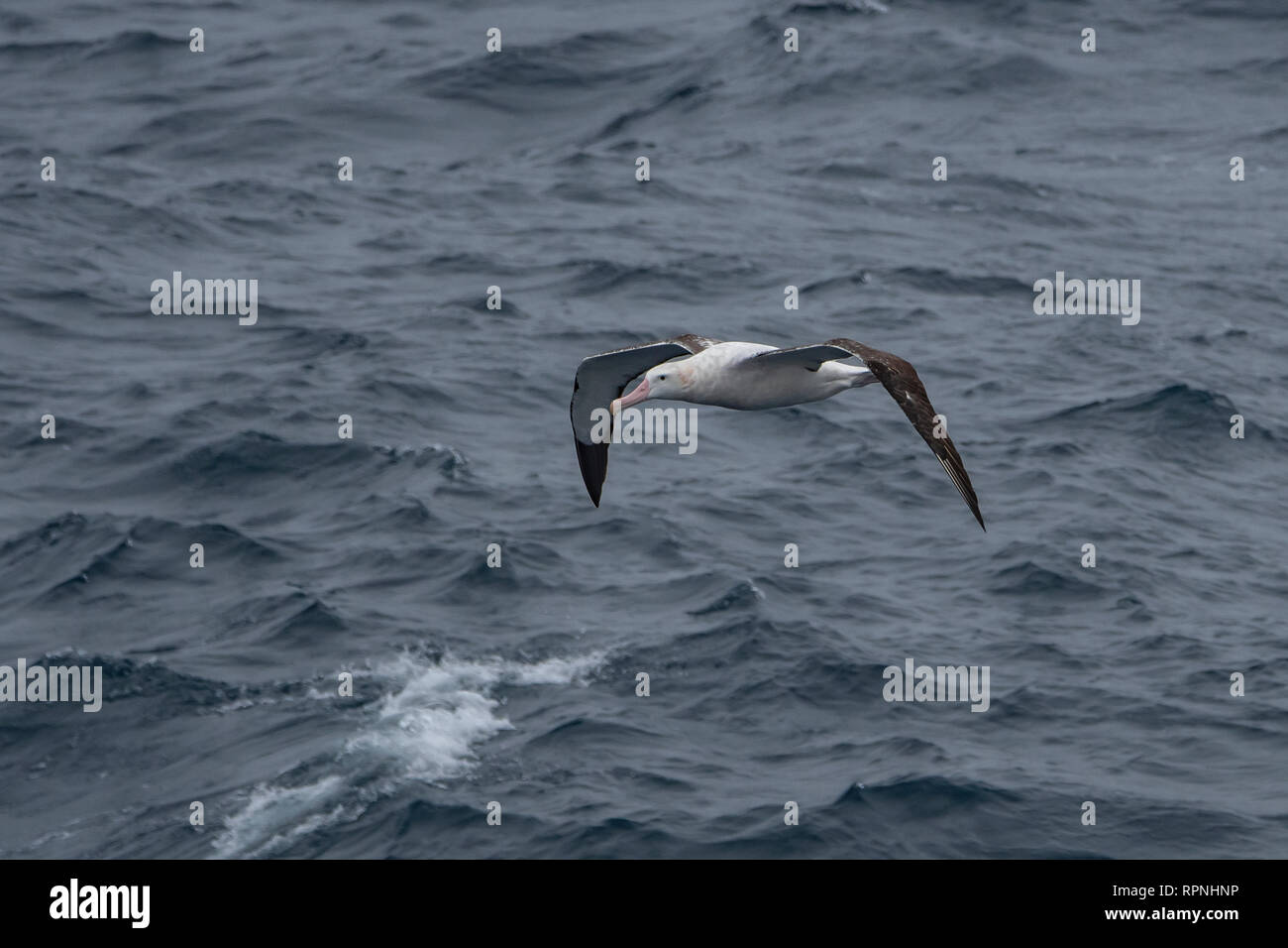 Le sud de l'albatros royal, Dimodea epomophora, près de l'Île Shag, Géorgie du Sud Banque D'Images