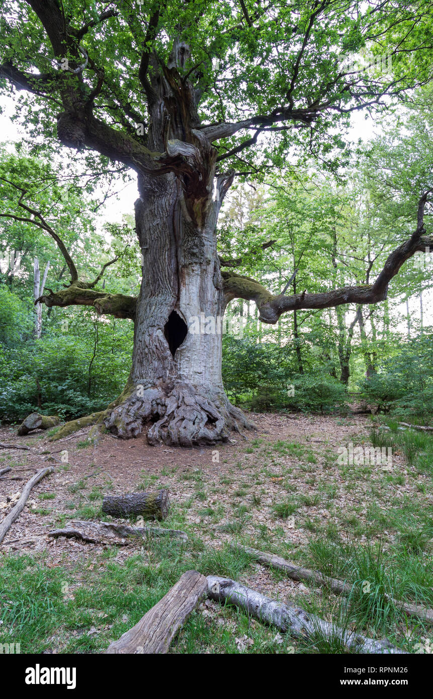Märchenwald Alte Bäume im Urwald Sababurg märchenhafte Banque D'Images
