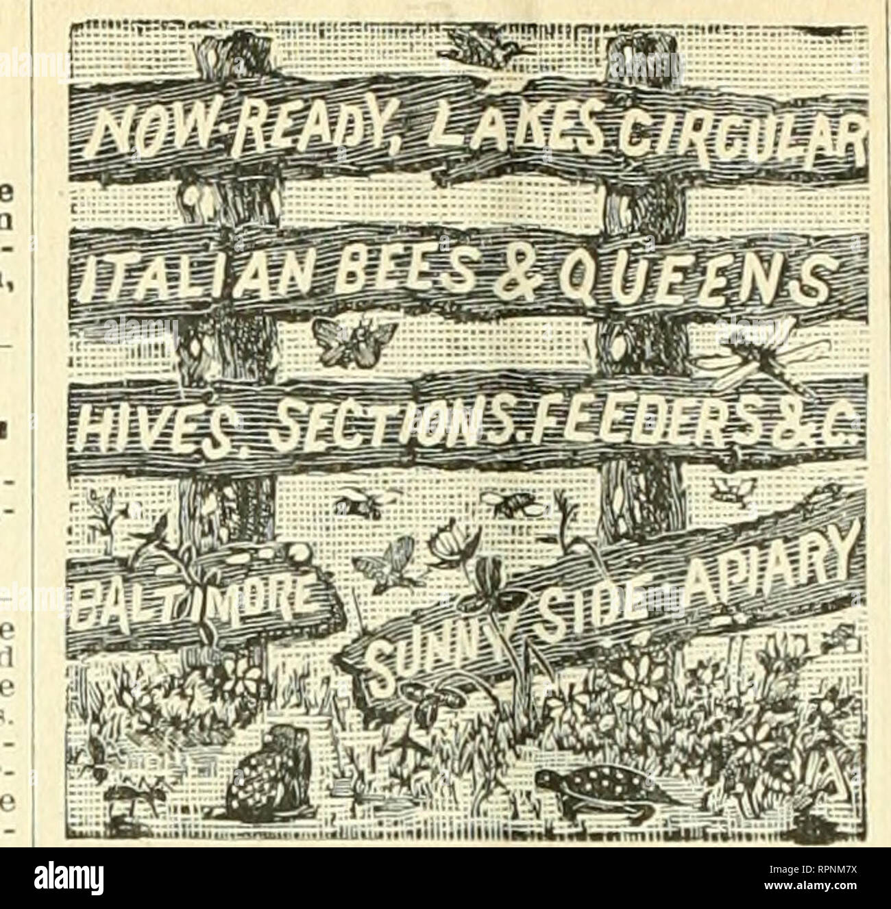 . American Bee Journal. La culture de l'abeille ; les abeilles. 206 L'American Bee Journal. L'American Bee Journal est le plus ancien document de l'abeille dans Amerkn, et dispose d'une grande circulation dans chaque État, province et territoire, amoDK farm- ers, mechanica, professionnels et hommes d'affaires, et est, par conséquent, tbe meilleur support publicitaire. Graines de mélilot voulait que je souhaite acheter plusieurs boisseaux de Sweet Clo- ver (3/f/i !nf^(s) de semences. L'adresse, le statintr quan- et entité prix. A. H. NEWMAX, I2wtf 972 "W. Madison Street, rhicago. III. Pour S AI*E-Toutes les colonies d'abeilles italiennes choix et Cyprien, dans l'assurance-chômage-frame stan Banque D'Images