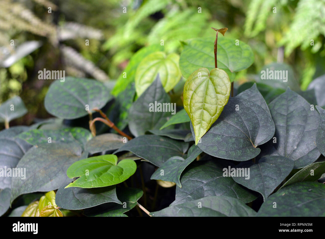 Poivre Piper Nigrum Piperaceae plante utilisée pour la production d'épices comme le poivre noir qui couvre sol Banque D'Images
