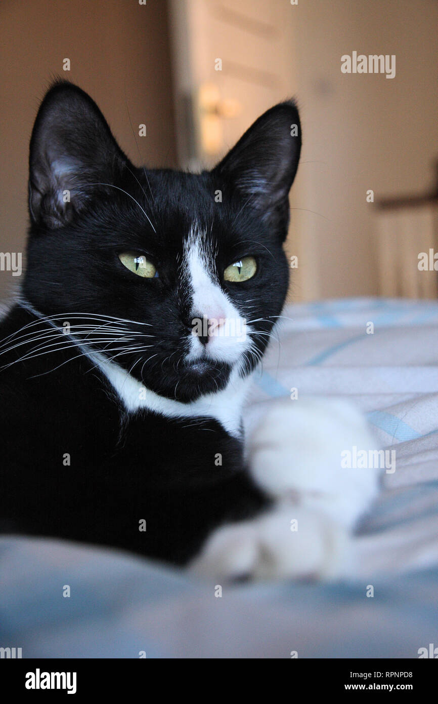 Young adult cat se détend sur lit. En noir et blanc de cheveux courte moggie. À l'intérieur. Profondeur de champ. Traitement subtil de sorte que l'utilisateur peut régler la re Banque D'Images