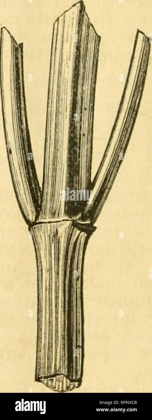 . American Bee Journal. La culture de l'abeille ; Abeilles. bee-uiotlis. Pense qu'il serait bien d'en- courage ces petits oiseaux pour construire leur nid dans le rucher. Cela peut être facilement fait en petites boîtes de fixation sous les toits,de bâtiments extérieurs, aux postes de clôture, ou dans les arbres, comme l'wren va choisir facilement un tel endroit pour son nid, et une petite boîte convient à son goût exactement. La première partie de cette saison a été très favorable pour l'obtention de miel ; mais ces derniers temps, les abeilles ont été très peu d'activité. C. W. McKoWN. Gilson, Knox Co., 111., 5 août, 1S7S. Pour l'American Bee Journal. L'oignon sauvage comme un producteur de miel. Je Banque D'Images