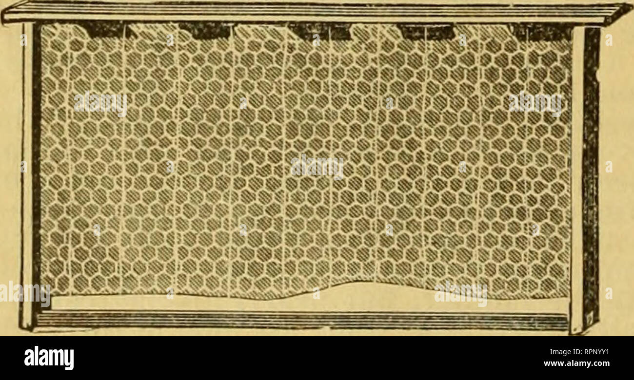 . American Bee Journal. La culture de l'abeille ; Abeilles. ing d'aucune valeur à l'argument-il suffit de dire, que c'était un annonceur dans les différentes publications de l'abeille l'année dernière, et l'un qui a vendu beaucoup de reines, testée et vérifiée. L'ensemble de la course d'abeilles italiennes est à- jour sous la condamnation, en raison de ce trafic criminel non testés dans le Queens. Nous ne trouvons pas de problème sur le prix, mais doit condamner le système de vente à des fins d'élevage, tout autre qu'à l'essai et bien développés, les reines, produit à partir des meilleures colonies de la race italienne. Si de telles peut-il soulevé et vendu pour 10 cents, dix dix sous, ou Banque D'Images