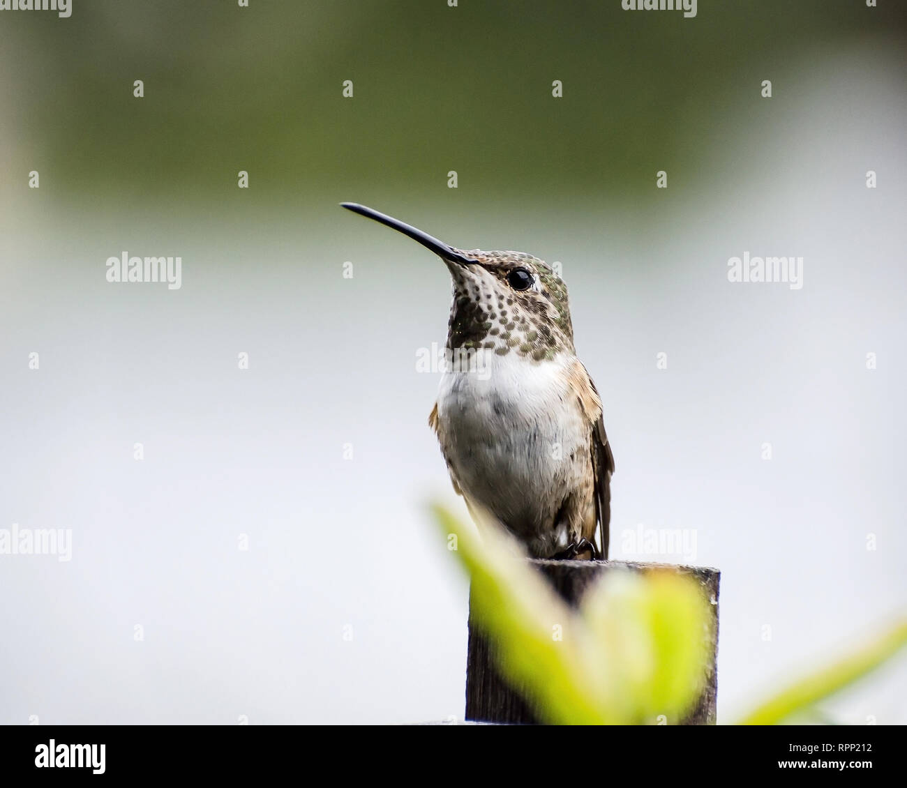 Un Colibri d'Allen (Selasphorus sasin) est perché sur un poste à Los Angeles, CA, USA. Banque D'Images