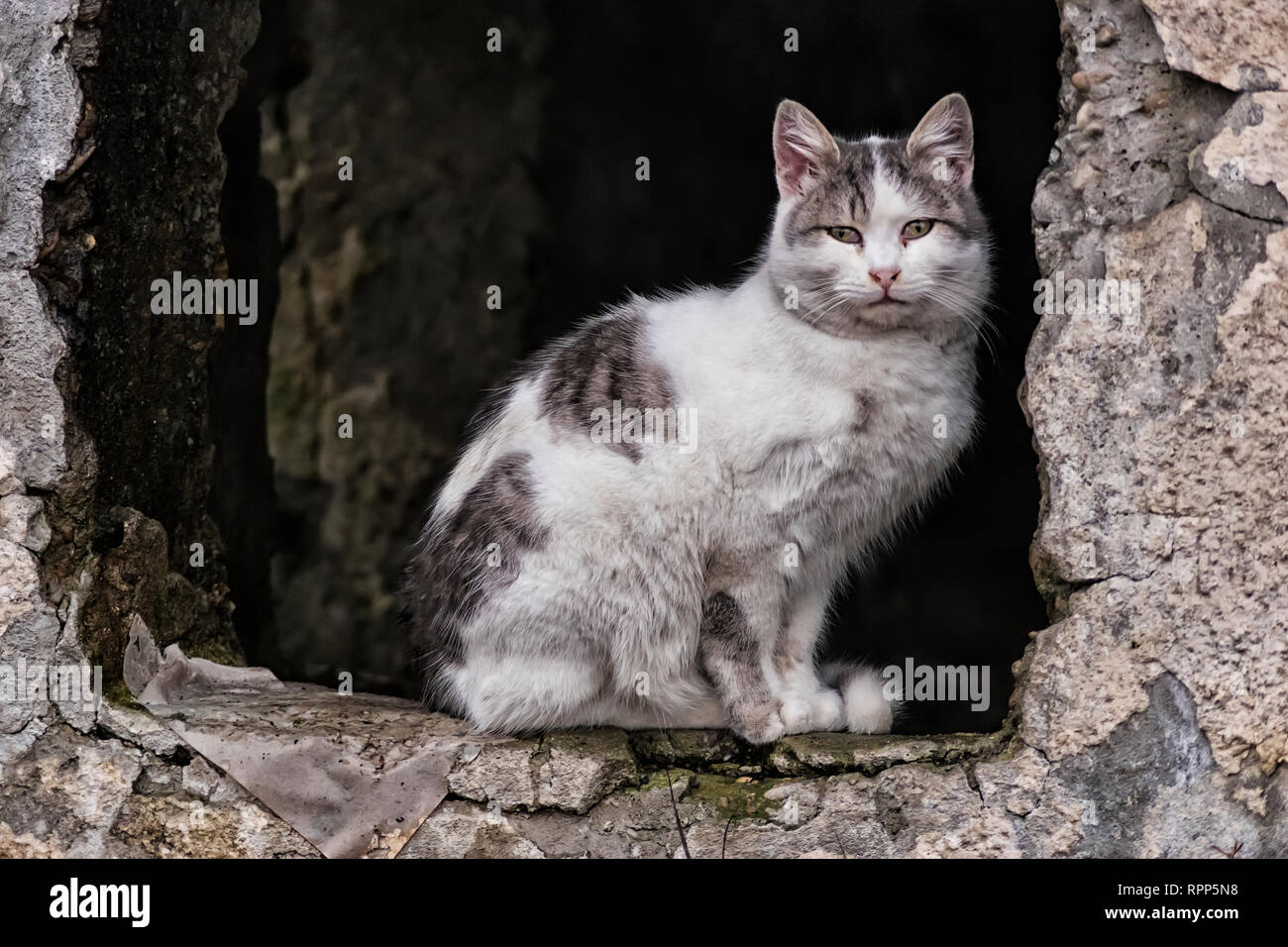 Chat sans-abri Banque D'Images