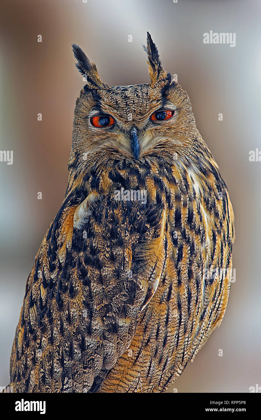 Eagle owl portrait fond flou de couleurs ocre Banque D'Images
