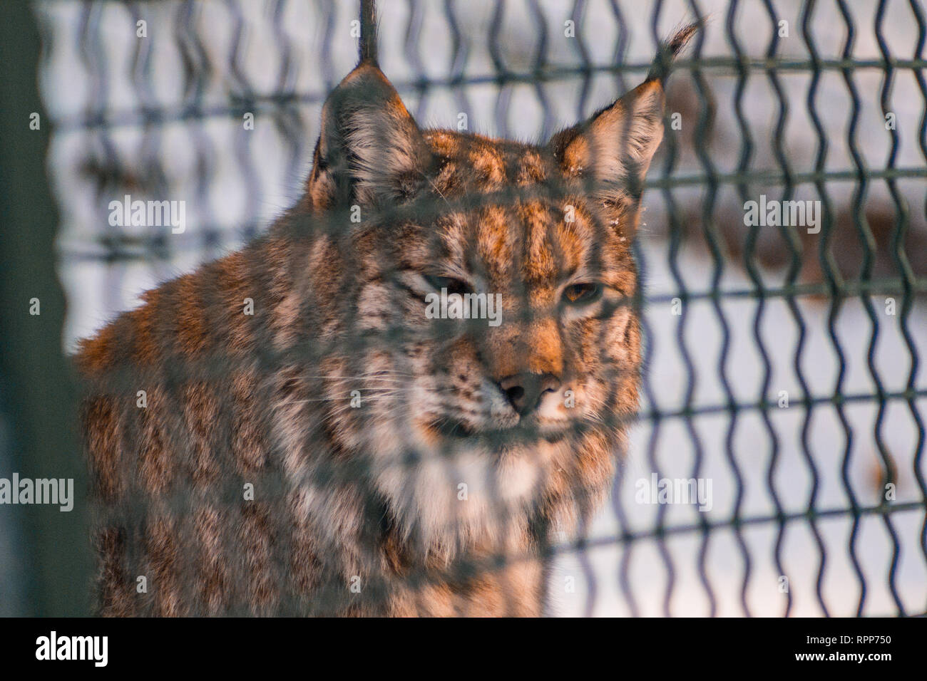 Le lynx dans la neige paysage d'hiver, près de l'enceinte du lynx, Rabenklippe Bad Harzburg, Allemagne Banque D'Images