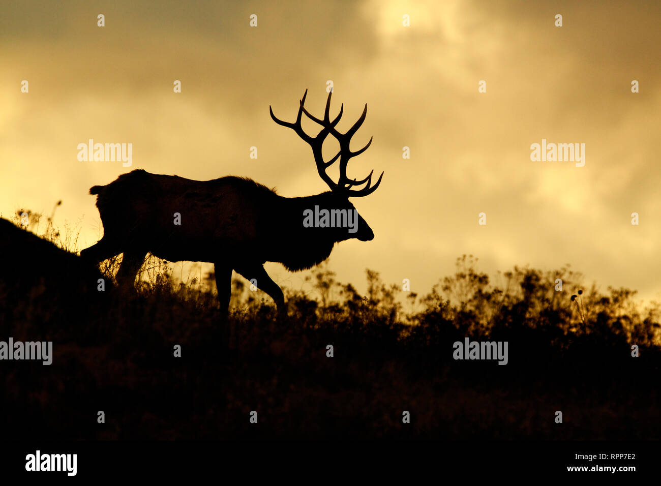 Rocky Mountain Elk Silhouette - La marche en avant d'un ciel dramatique Banque D'Images