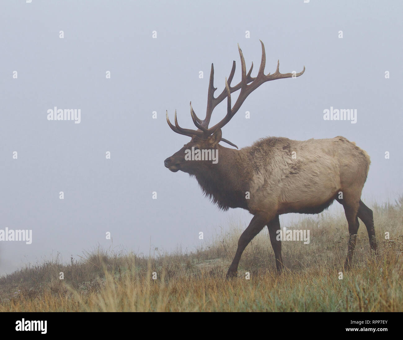 Un très grand Bull Elk marche à travers la prairie sur un matin de septembre brumeux - ce taureau a une goutte de tine, qui est extrêmement rare dans les bois de wapitis Banque D'Images