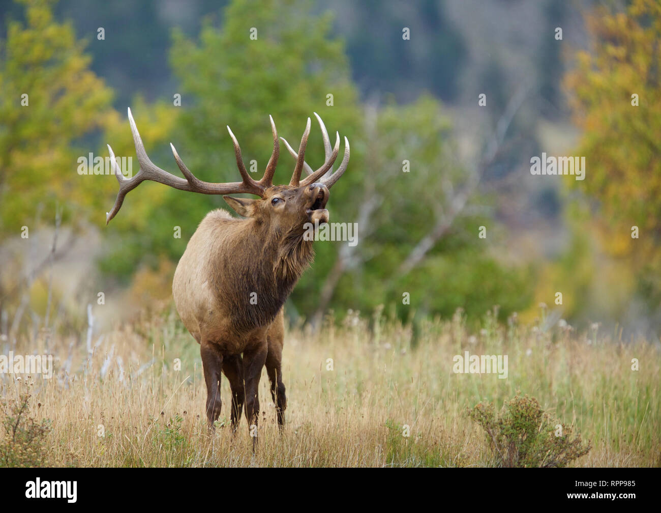 Rocky Mountain Elk bugles son appel d'accouplement de l'autre côté de la prairie dans les Montagnes Rocheuses du Colorado Banque D'Images