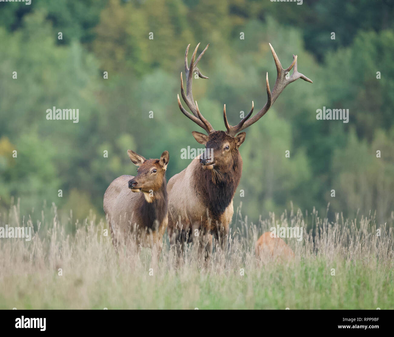 Une paire d'élans dans une prairie du nord de la Pennsylvanie près de la Fondation Rocky Mountain Elk Visitor Centre Banque D'Images