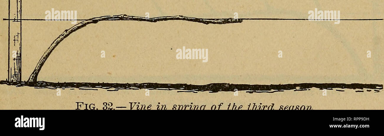 . La culture des fruits d'amateur. La culture de fruits. Le cépage. 45 de l'élagage. Mais tout plan pour après-formation^ est adopté de la vigne de soins pour les deux premières années devrait être à peu près la même. La première année, pas de support ou l'élagage est nécessaire. La vigne mûrit leur bois ainsi sur la surface du sol comme si liée à l'enjeu, mais il sera facile de cultiver mora si ils sont jalonnés. Tard dans l'automne de cette année, l'ensemble de la vigne doit être coupé à l'exception de trois ou quatre bourgeons, comme illustré dans la gueuse. 31, qui devraient être couvertes d'un monticule de terre quatre ou cinq pouces de profondeur, et plus tard, avant Banque D'Images