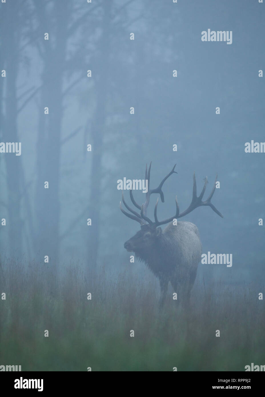 Un majestueux Bull Elk sur un matin brumeux en Pennsylvanie, bois du nord Banque D'Images