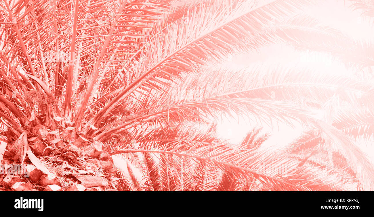 Photo dans le quartier branché d'tons tons corail, la couleur de l'année 2019, les palmiers background, selective focus Banque D'Images