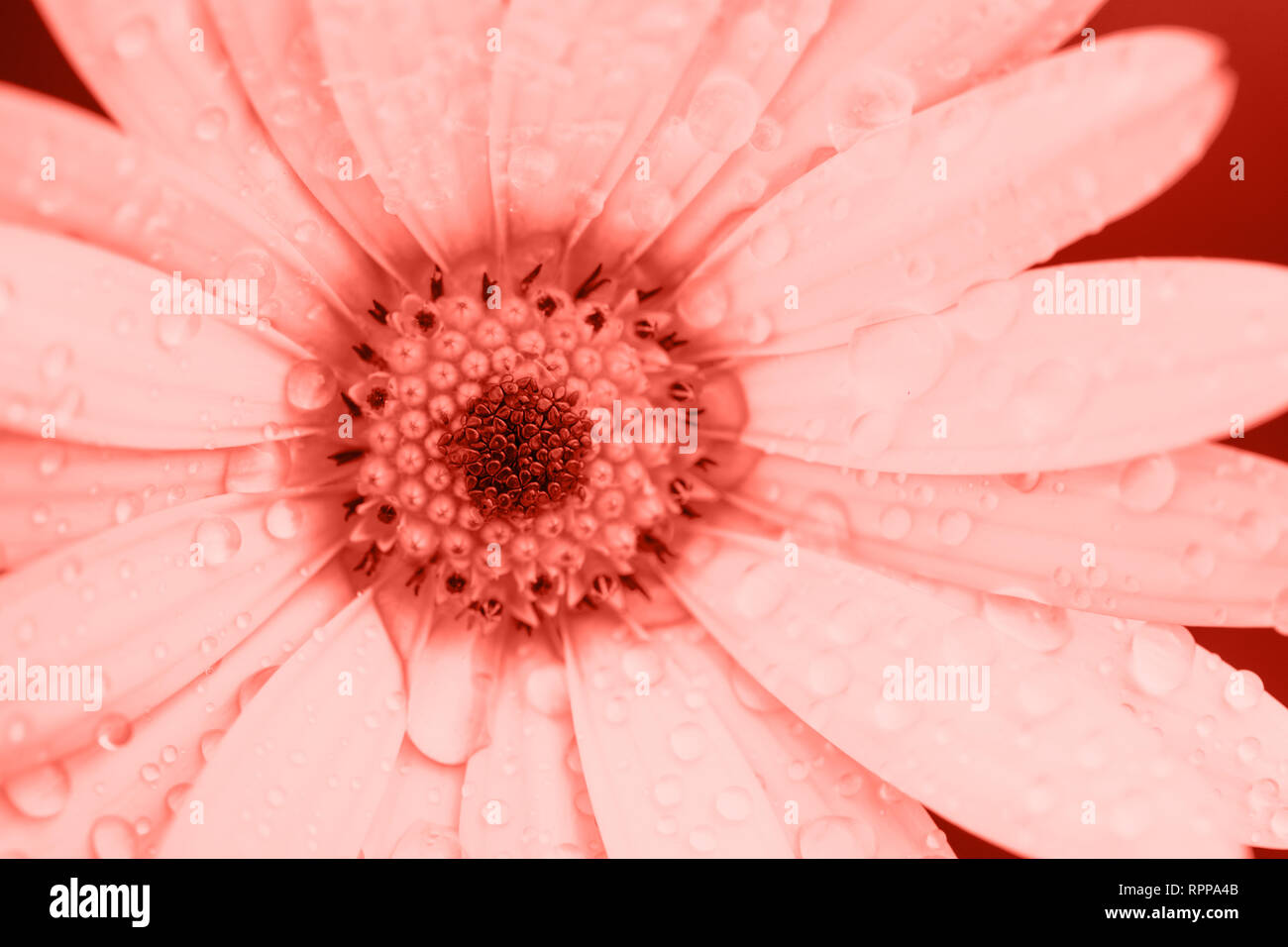 Dans le quartier branché de tons de couleurs corail ostéospermum close up, selective focus Banque D'Images