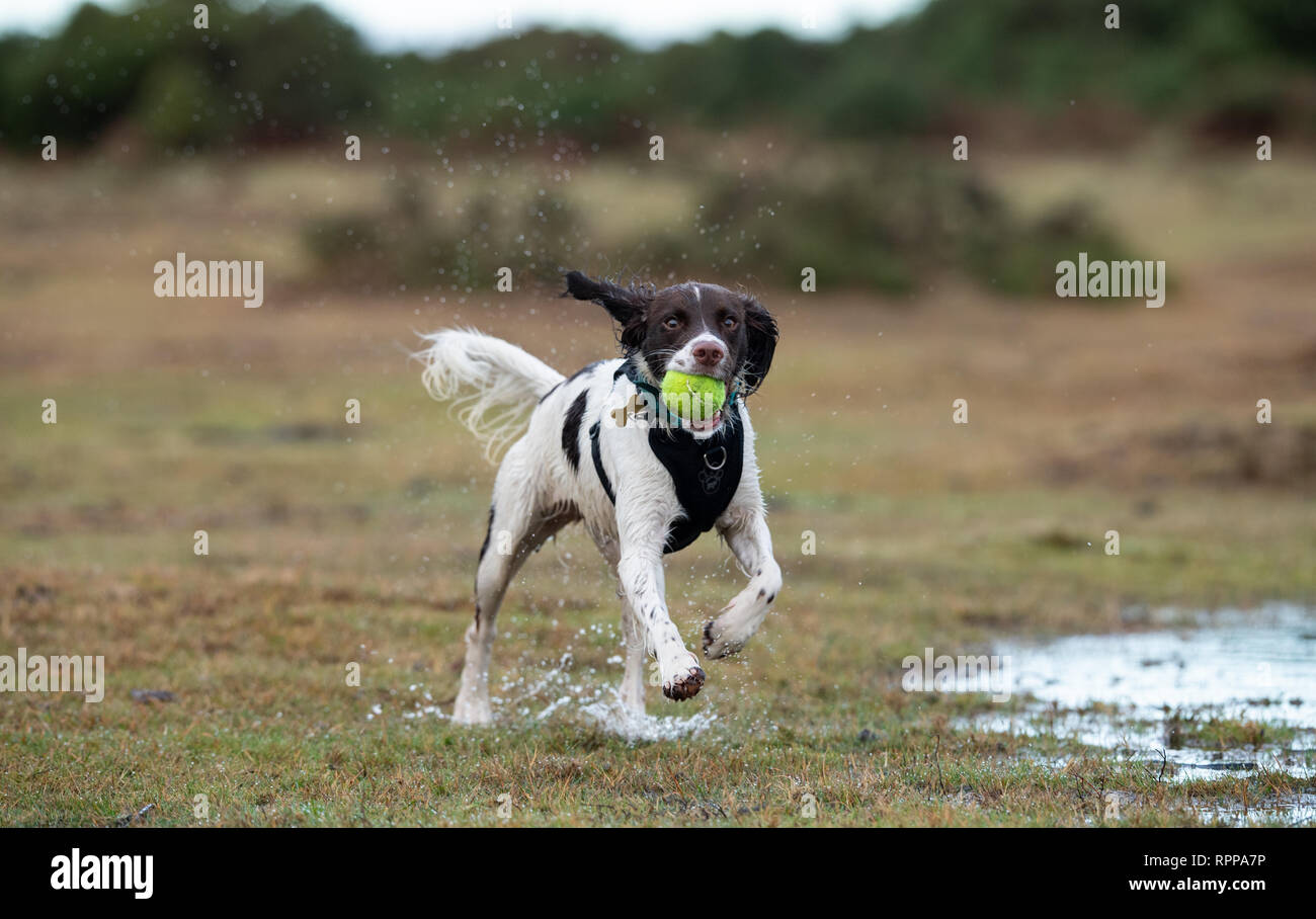 Un jeune épagneul Springer anglais ( 11 mois) s'exécutant avec la balle dans la bouche avec des touches sur une zone de l'eau connecté dans la nouvelle forêt UK après de fortes pluies. Banque D'Images