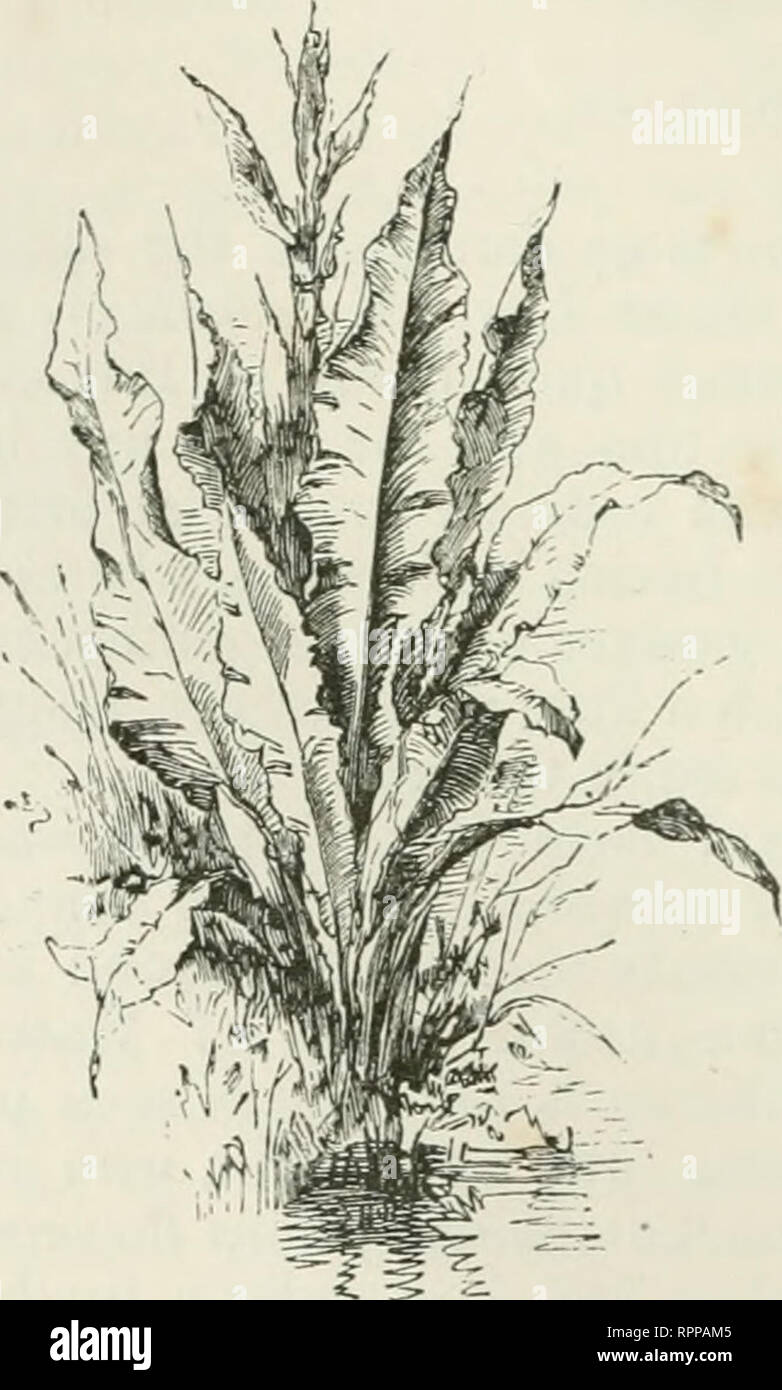 . Fleurs alpines pour jardins anglais. Les plantes de montagne ; jardinage de fleur. 8o ALPIXE FLEURS. Partie I. pas rare, en fait, dans presque tous les districts de la Grande-Bretagne, mais extraordinairement beau et singulier, est le Buck- INIarsh {Trèfle bean ou Mcuyanthes trifo/IATA), avec fleurs et singulièrement élégamment frangé sur l'intérieur avec des filaments blancs, et les bourgeons non ouvert en rougissant sur le dessus avec une rose rouge comme celui d'un Apple-Blossom. Au début de l'été, lorsque vu de pied dans le sol mou près de la bordure d'un ruisseau, cette plante a plus de charmes pour moi que toute autre plante des marais. Il va croître Banque D'Images
