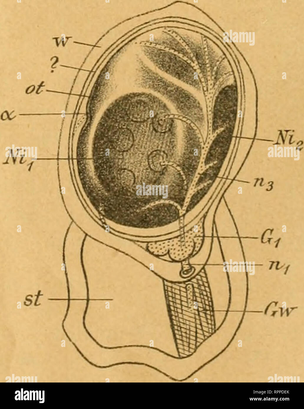 . Allgemeine Zeitschrift für Entomologie Organ der Allgemeinen "Entomologischen Gesellschaft" ; Internationales Organ für die allgemeinen und der angewandten Entomologie le Insekten-Biologie. Les insectes. Fig. XI. Staiffaclier Präpnr, nach. gez. Fig. XII.. Veuillez noter que ces images sont extraites de la page numérisée des images qui peuvent avoir été retouchées numériquement pour plus de lisibilité - coloration et l'aspect de ces illustrations ne peut pas parfaitement ressembler à l'œuvre originale.. Allgemeine Entomologische Gesellschaft ; Metcalf Collection (North Carolina State University). Dnd ; Banque D'Images