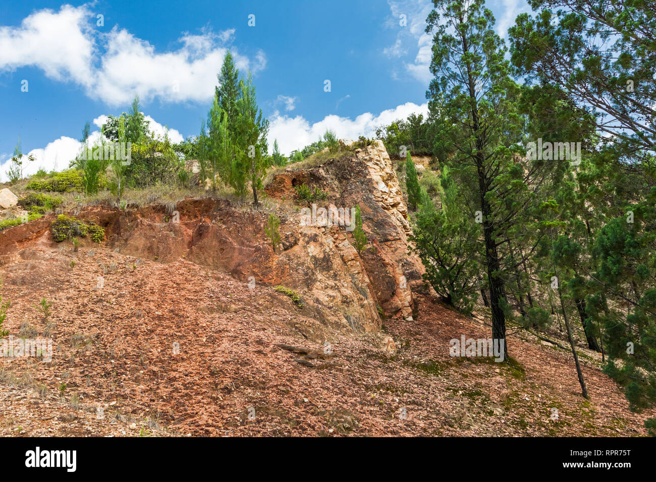 Les divers paysages du Kenya. Arbres sur les rochers de la forêt de Kakamega. Afrique du Sud Banque D'Images