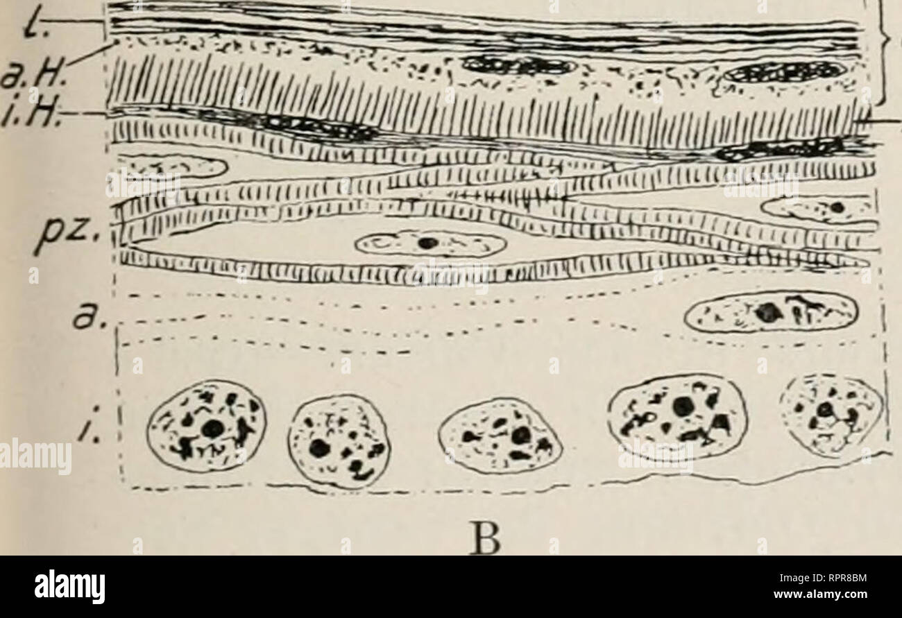 . Allgemeine und Zoologie. Abstammungslehre L'évolution ; Zoologie. Haut der Reptilien. 229 die Haut en Fetzen ab. Blindschleichen wühlen die sich in die Erde ein und dabei schieben die alte Haut zu- sammen. Geckonen reißen die sich mit dem Maul Vorder- und den füßen Stücke ab und fressen Sie auf. Bei den Vorgang der dauert Eidechsen meist nicht mehr als eine halbe Stunde und wie- derholt öfters sich im Jahre, aber in unserem Klima nicht im Win- ter. Eine Häutung fehlt bei Schildkröten und deren Hornschuppen allmäh Krokodilen, dicker lich- und breiter werden. Hautclrüseu Echte fehlen den Reptilien Banque D'Images