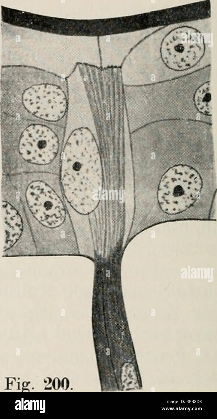 . Allgemeine und Zoologie. Abstammungslehre L'évolution ; Zoologie. ber" Coriumlage /' ?'' y / "Vit ' ' - V &lt;f/ Schuppen Fig. 199.. Fig. 200. Fig. 199. Schnitt durch die Haut des Cöciliers Ichtlnjojihis rjlutinosvs nach Sarasin. Fig. 200. Haut H von^ssa arbora mit einem Bündel glatter, Muskelfagern Epidermiszelle welches sich in der mit einer von plasmatischen Fibrillen Sehne fort- setzt. Nach Schmidt. Die Gliederung des Bindegewebes Corium gi dans eine dünne obere horizontalfaserige Dans Schicht, eine mittlere mit lockerem Binde- gewebe, den Pigmentzellen und den Drüsen, und eine dans untere l Banque D'Images